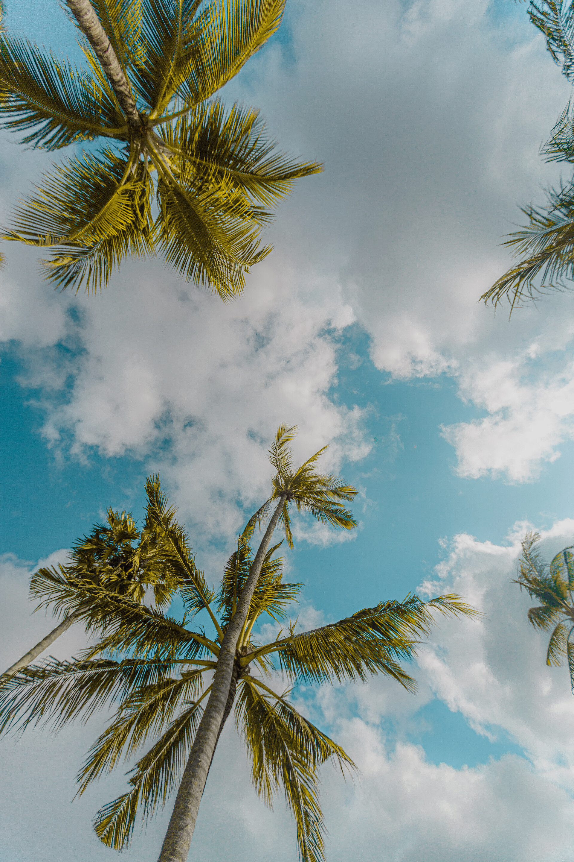 Low-Angle Photo of Tall Trees